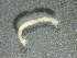  ( - SSI-Carson-49446-E4)  @11 [ ] by-nc-sa (2024) Unspecified Sierra Streams Institute