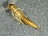  ( - SSI-Carson-49446-G4)  @11 [ ] by-nc-sa (2024) Unspecified Sierra Streams Institute