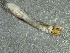  ( - SSI-Carson-49446-G6)  @11 [ ] by-nc-sa (2024) Unspecified Sierra Streams Institute