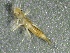  ( - SSI-Carson-49446-G8)  @11 [ ] by-nc-sa (2024) Unspecified Sierra Streams Institute