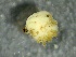  (Protzia cabardinica - SSI-Carson-49447-C9)  @11 [ ] by-nc-sa (2024) Unspecified Sierra Streams Institute