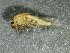 ( - SSI-Carson-49447-E6)  @11 [ ] by-nc-sa (2024) Unspecified Sierra Streams Institute