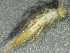  ( - SSI-Carson-49447-E10)  @11 [ ] by-nc-sa (2024) Unspecified Sierra Streams Institute