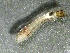  ( - SSI-Carson-49447-F11)  @11 [ ] by-nc-sa (2024) Unspecified Sierra Streams Institute