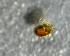  (Torrenticola lundbladi - SSI-Yuba-44350-G1)  @11 [ ] by-nc-sa (2024) Unspecified Sierra Streams Institute