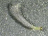  ( - SSI-Carson-49448-B10)  @11 [ ] by-nc-sa (2024) Unspecified Sierra Streams Institute