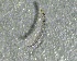  ( - SSI-Yuba-44350-G6)  @11 [ ] by-nc-sa (2024) Unspecified Sierra Streams Institute
