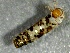  ( - SSI-Carson-49448-F7)  @11 [ ] by-nc-sa (2024) Unspecified Sierra Streams Institute