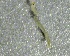  (Orthocladius filamentosus - SSI-Yuba-44350-H1)  @11 [ ] by-nc-sa (2024) Unspecified Sierra Streams Institute