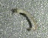  ( - SSI-Yuba-44350-A5)  @11 [ ] by-nc-sa (2024) Unspecified Sierra Streams Institute