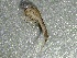  ( - SSI-Yuba-44351-A5)  @11 [ ] by-nc-sa (2024) Unspecified Sierra Streams Institute