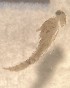  (Anafroptilum bifurcatum - SSI-Yuba-44348-E11)  @11 [ ] Unspecified (default): All Rights Reserved  Unspecified Unspecified
