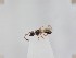  ( - ZSM-HYM-42372-G04)  @11 [ ] by-nc-sa (2023) SNSB, Staatliche Naturwissenschaftliche Sammlungen Bayerns ZSM (SNSB, Zoologische Staatssammlung Muenchen)
