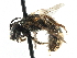  ( - 06732D09-VA)  @14 [ ] CreativeCommons - Attribution (2016) CBG Photography Group Centre for Biodiversity Genomics
