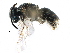  (Lasioglossum cf. latum - 06732G06-WY)  @11 [ ] CreativeCommons - Attribution (2016) CBG Photography Group Centre for Biodiversity Genomics