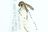  (Aedes riparius - ZMUO.001721)  @13 [ ] CreativeCommons - Attribution Non-Commercial (2012) Marko Mutanen University of Oulu