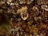  (Cladonia cf. pyxidata - CCDB-48848-F05)  @11 [ ] CreativeCommons - Attribution Non-Commercial Share-Alike (2024) Canadian Museum of Nature Canadian Museum of Nature