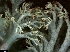  (Cladonia cf. arbuscula - CCDB-48849-A09)  @11 [ ] CreativeCommons - Attribution Non-Commercial Share-Alike (2024) Canadian Museum of Nature Canadian Museum of Nature