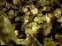 (Cladonia robbinsii - CCDB-48849-B01)  @11 [ ] CreativeCommons - Attribution Non-Commercial Share-Alike (2024) Canadian Museum of Nature Canadian Museum of Nature
