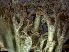  (Cladonia cf. amaurocraea - CCDB-44241-B10)  @11 [ ] CreativeCommons - Attribution Non-Commercial Share-Alike (2024) Canadian Museum of Nature Canadian Museum of Nature