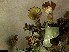  (Cladonia cf. chlorophaea - CCDB-44241-C06)  @11 [ ] CreativeCommons - Attribution Non-Commercial Share-Alike (2024) Canadian Museum of Nature Canadian Museum of Nature