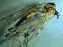  (Metalimnobia cf. quadrimaculata - bf-dip-00647)  @11 [ ] CreativeCommons - Attribution Non-Commercial Share-Alike (2015) Kjell Magne Olsen BioFokus