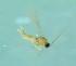  (Cratyna cf. stelviana - bf-sci-01430)  @11 [ ] CreativeCommons - Attribution Non-Commercial Share-Alike (2015) Kjell Magne Olsen BioFokus