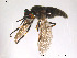 (Haematopota pluvialis - FiDip11)  @14 [ ] CreativeCommons - Attribution Non-Commercial Share-Alike (2012) NTNU Museum of Natural History and Archaeology NTNU Museum of Natural History and Archaeology