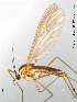  (Dixella obscura - FiDip129)  @13 [ ] CreativeCommons - Attribution Non-Commercial Share-Alike (2012) NTNU Museum of Natural History and Archaeology NTNU Museum of Natural History and Archaeology