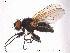  (Helina annosa - FiDip38)  @14 [ ] CreativeCommons - Attribution Non-Commercial Share-Alike (2012) NTNU Museum of Natural History and Archaeology NTNU Museum of Natural History and Archaeology