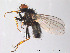  ( - FiDip64)  @14 [ ] CreativeCommons - Attribution Non-Commercial Share-Alike (2012) NTNU Museum of Natural History and Archaeology NTNU Museum of Natural History and Archaeology