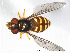  ( - FiDip96)  @13 [ ] CreativeCommons - Attribution Non-Commercial Share-Alike (2012) NTNU Museum of Natural History and Archaeology NTNU Museum of Natural History and Archaeology