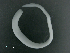  ( - ITP PLB_19-3-MOL)  @11 [ ] CreativeCommons - Attribution Non-Commercial Share-Alike (2017) Pablo Londone ITP