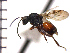  ( - DI-5)  @13 [ ] Unspecified (default): All Rights Reserved  Unspecified Unspecified