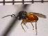  ( - DRS-C15)  @13 [ ] Unspecified (default): All Rights Reserved  Unspecified Unspecified