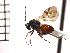  (Diplolepis variabilis - DV-2)  @14 [ ] Unspecified (default): All Rights Reserved  Unspecified Unspecified