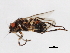  (Spelobia manicata - DIPNO-0133)  @13 [ ] CreativeCommons - Attribution (2010) Unspecified Centre for Biodiversity Genomics