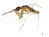  ( - 10BBDIP-1075)  @13 [ ] CreativeCommons - Attribution (2010) CBG Photography Group Centre for Biodiversity Genomics