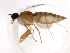  ( - 10BBDIP-1176)  @12 [ ] CreativeCommons - Attribution (2010) CBG Photography Group Centre for Biodiversity Genomics