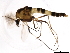  (Cricotopus trifascia - 10BBDIP-1203)  @14 [ ] CreativeCommons - Attribution (2010) CBG Photography Group Centre for Biodiversity Genomics