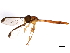  (Victoriana parvicornis - 10BBDIP-1330)  @13 [ ] CreativeCommons - Attribution (2010) CBG Photography Group Centre for Biodiversity Genomics