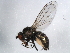  ( - 10BBDIP-1348)  @13 [ ] CreativeCommons - Attribution (2010) CBG Photography Group Centre for Biodiversity Genomics