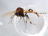  ( - 10BBDIP-1379)  @12 [ ] CreativeCommons - Attribution (2010) CBG Photography Group Centre for Biodiversity Genomics