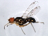  ( - 10BBDIP-1816)  @13 [ ] CreativeCommons - Attribution (2010) CBG Photography Group Centre for Biodiversity Genomics
