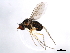  ( - 10BBDIP-1845)  @13 [ ] CreativeCommons - Attribution (2010) CBG Photography Group Centre for Biodiversity Genomics
