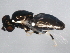  ( - 10BBDIP-1855)  @12 [ ] CreativeCommons - Attribution (2010) CBG Photography Group Centre for Biodiversity Genomics