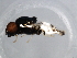  ( - 10BBDIP-1856)  @12 [ ] CreativeCommons - Attribution (2010) CBG Photography Group Centre for Biodiversity Genomics