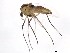  ( - 10BBDIP-1881)  @13 [ ] CreativeCommons - Attribution (2010) CBG Photography Group Centre for Biodiversity Genomics