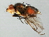  (Pelomyia - 10BBDIP-2113)  @14 [ ] CreativeCommons - Attribution (2010) CBG Photography Group Centre for Biodiversity Genomics