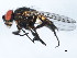  ( - 10BBDIP-2204)  @13 [ ] CreativeCommons - Attribution (2010) CBG Photography Group Centre for Biodiversity Genomics